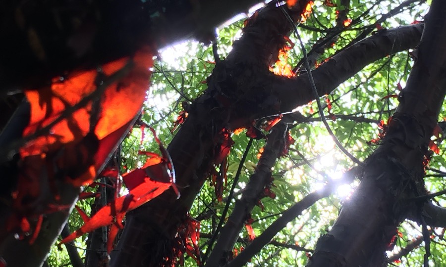 sun shines through red leaves, shiny trunks