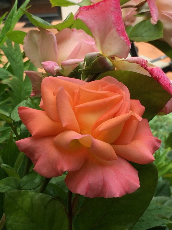 a beautiful full blown rose