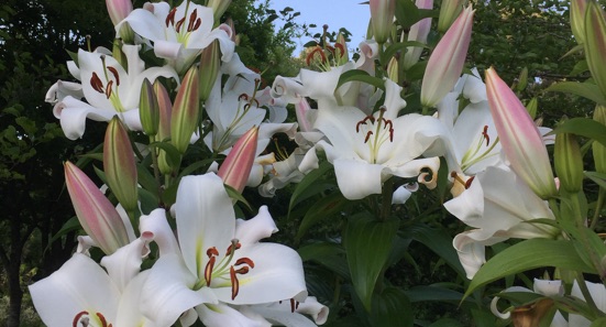 closeup of gorgeous lilies in full bloom